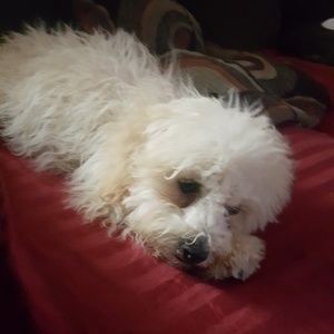 Meet your Posher, Remy